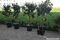 VBS_0867 - Anteprima FloReal 2025